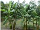 5381 Kyogle Road, Cawongla via, Kyogle NSW 2474