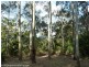 5381 Kyogle Road, Cawongla via, Kyogle NSW 2474