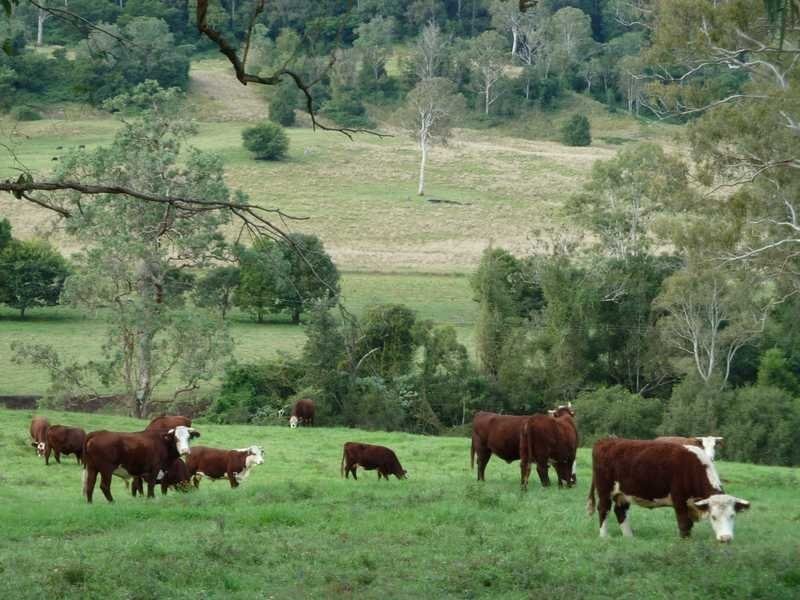 405 Findon Creek Road, Kyogle NSW 2474