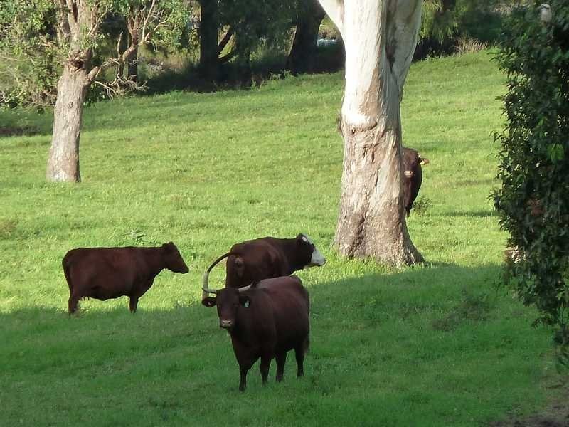 405 Findon Creek Road, Kyogle NSW 2474