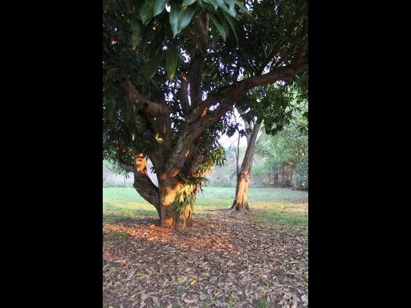 11 Iron Pot Creek Road, Ettrick NSW 2474