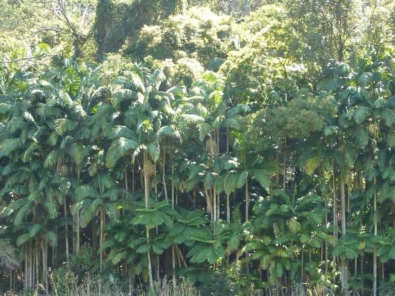 1125 Green Pigeon Road, Green Pigeon Via, Kyogle NSW 2474