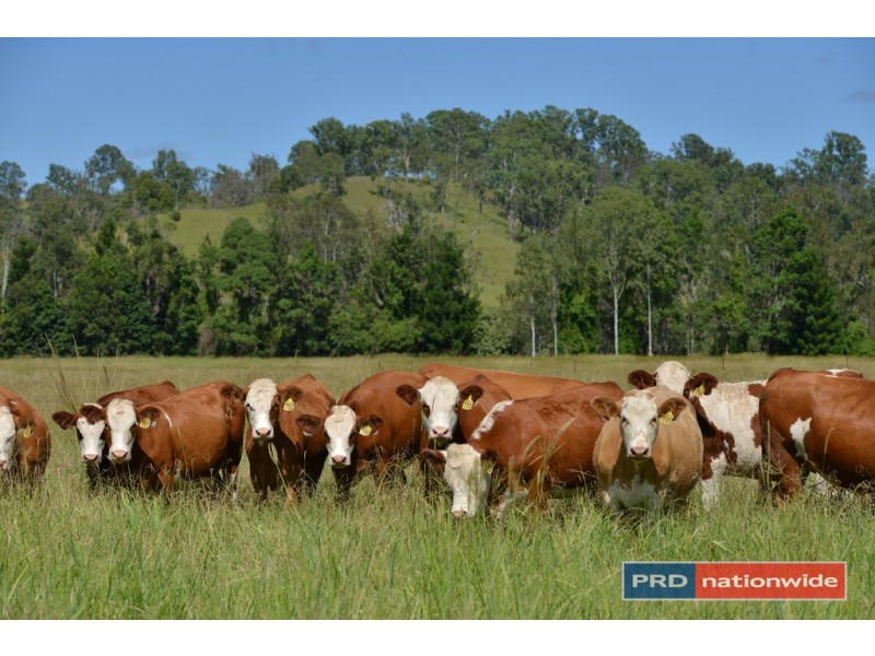 12843 Summerland Way, Cedar Point Via, Kyogle NSW 2474