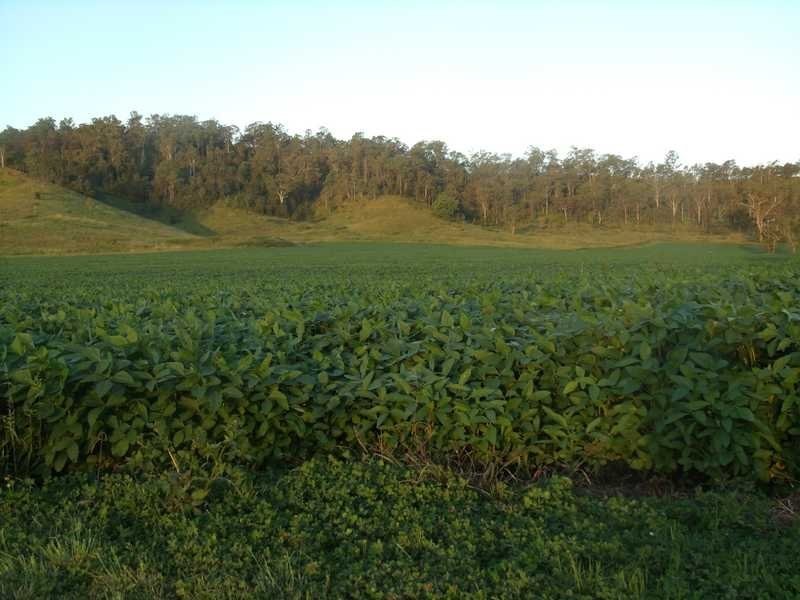700 Reynolds Road Backmede Via, Kyogle NSW 2474