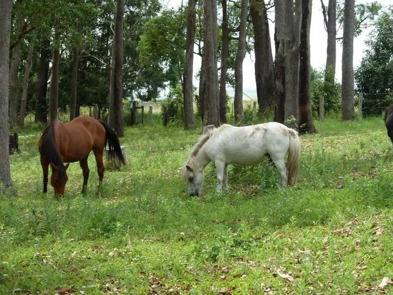 115 Runnymede Road, Kyogle NSW 2474