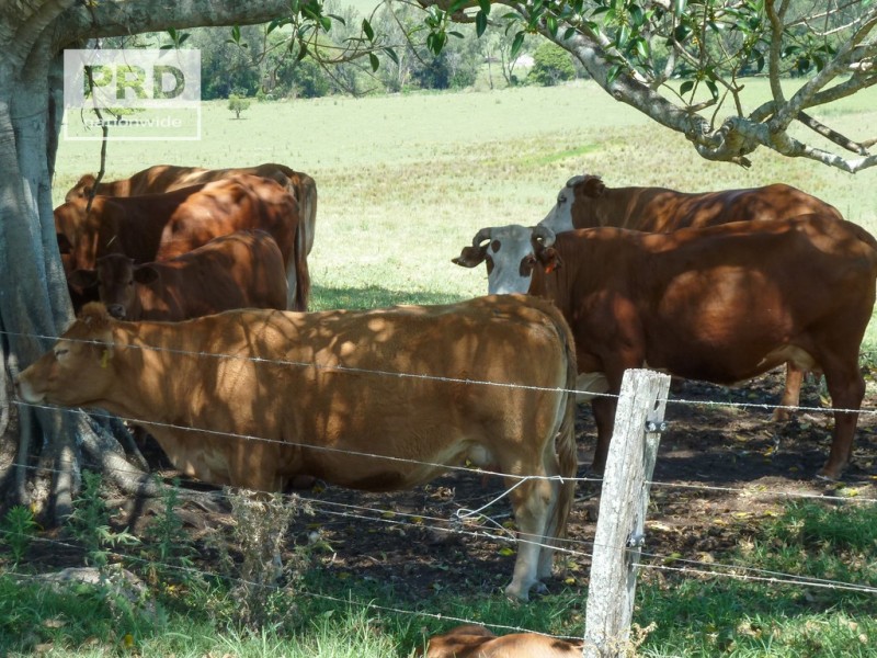 150 Collins Creek Road, Kyogle NSW 2474