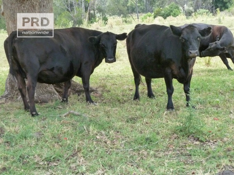 150 Collins Creek Road, Kyogle NSW 2474