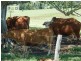 150 Collins Creek Road, Kyogle NSW 2474