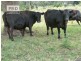 150 Collins Creek Road, Kyogle NSW 2474