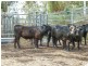 260 Bungawalbin Whiporie Road, Bungawalbin NSW 2469