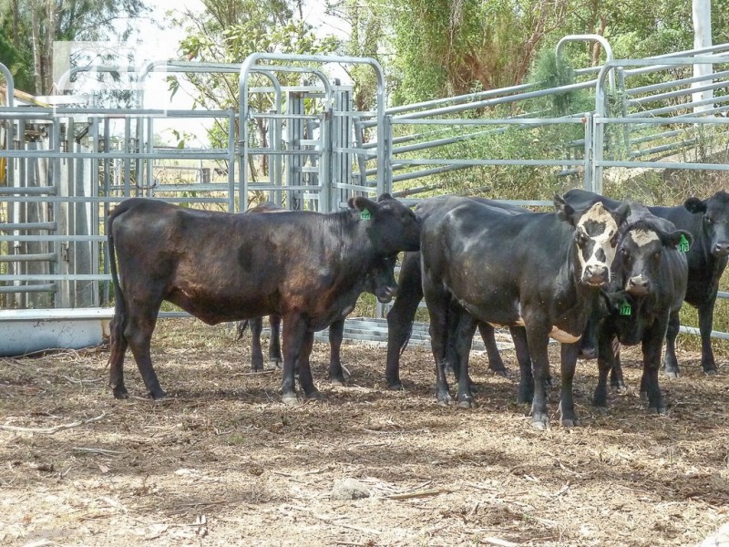 260 Bungawalbin Whiporie Road, Bungawalbin NSW 2469