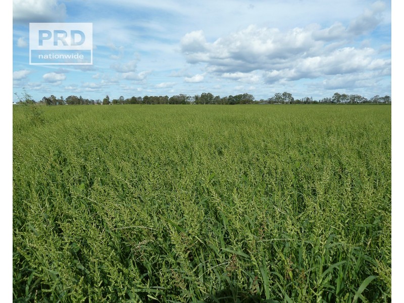 359 Riverbank Road, Pimlico NSW 2478