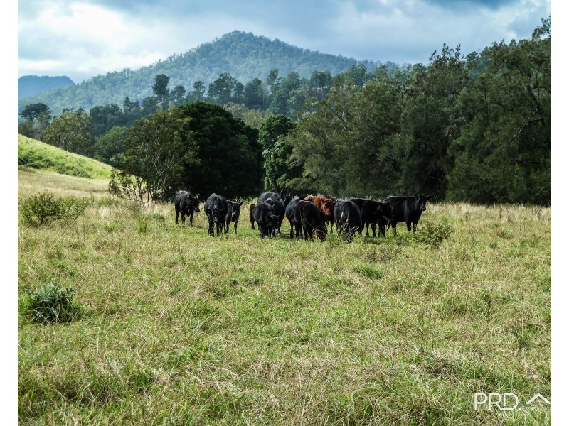 317 Gradys Creek Road, The Risk via, Kyogle NSW 2474