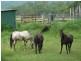 5005 Kyogle Road Cawongla Via, Kyogle NSW 2474
