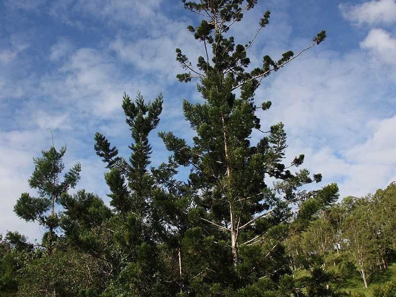 Lot 10 Blackhorse Creek Road Eden Creek Via, Kyogle NSW 2474