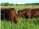 250 Upper Stratheden Road Stratheden, Kyogle NSW 2474