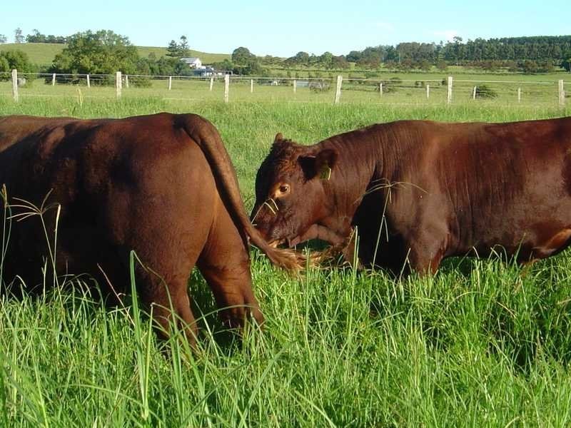 250 Upper Stratheden Road Stratheden, Kyogle NSW 2474