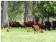 250 Upper Stratheden Road Stratheden, Kyogle NSW 2474