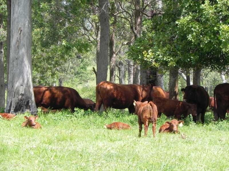 250 Upper Stratheden Road Stratheden, Kyogle NSW 2474