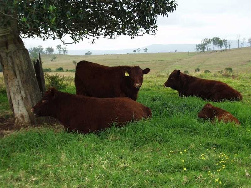 250 Upper Stratheden Road Stratheden, Kyogle NSW 2474