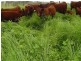 250 Upper Stratheden Road Stratheden, Kyogle NSW 2474