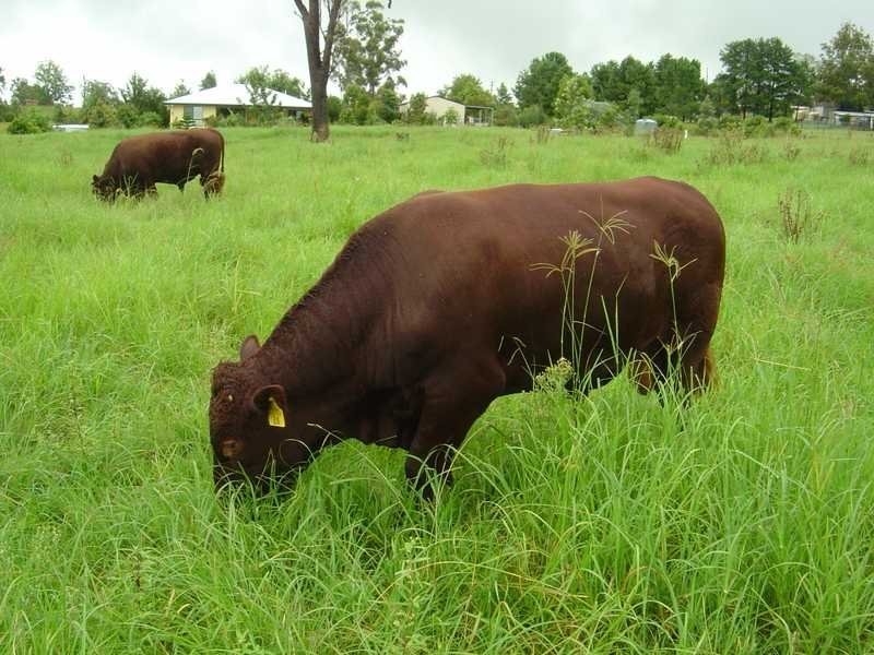 250 Upper Stratheden Road Stratheden, Kyogle NSW 2474