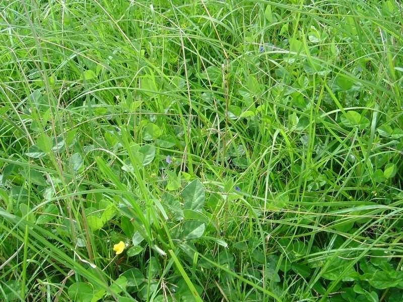 250 Upper Stratheden Road Stratheden, Kyogle NSW 2474