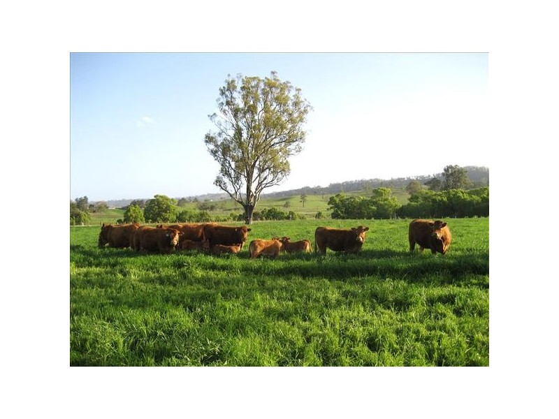 1071 Wiangaree Back Road, Kyogle NSW 2474