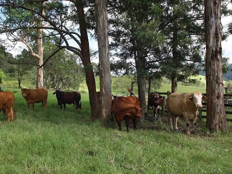659 Eden Creek Via Upper Eden Creek, Kyogle NSW 2474