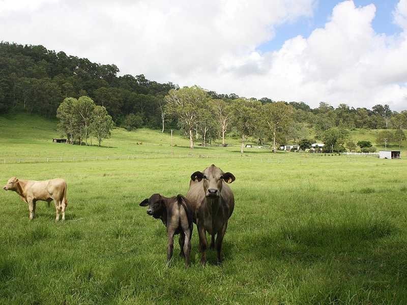 659 Eden Creek Via Upper Eden Creek, Kyogle NSW 2474