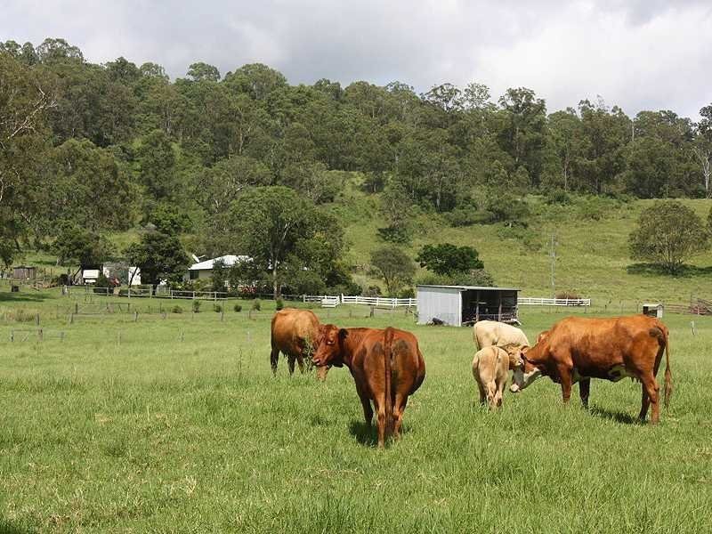 659 Eden Creek Via Upper Eden Creek, Kyogle NSW 2474