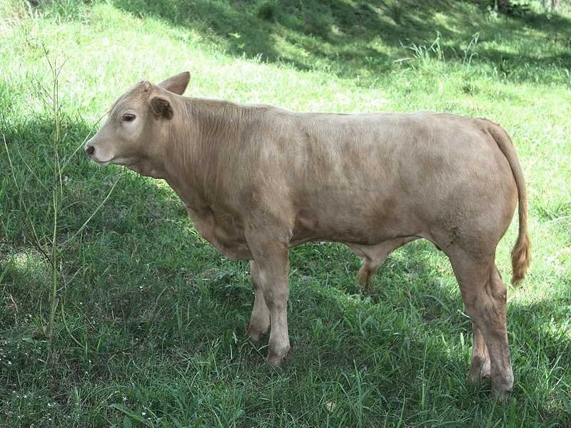 659 Eden Creek Via Upper Eden Creek, Kyogle NSW 2474