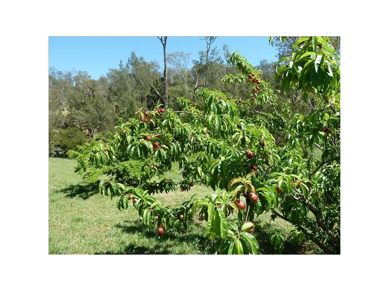 91 Eden Creek road, Eden Creek, Kyogle NSW 2474