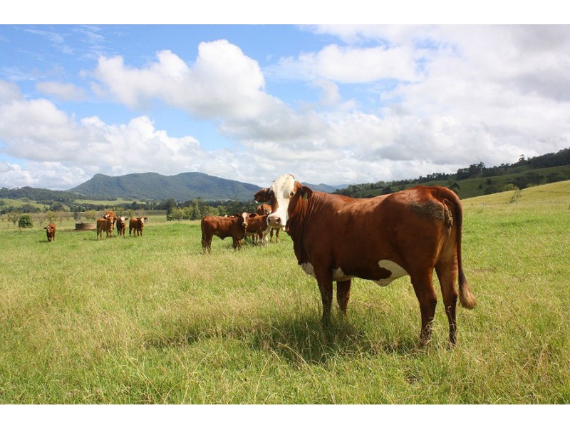 310 Fawcetts Plain Road, Kyogle NSW 2474