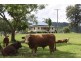 310 Fawcetts Plain Road, Kyogle NSW 2474