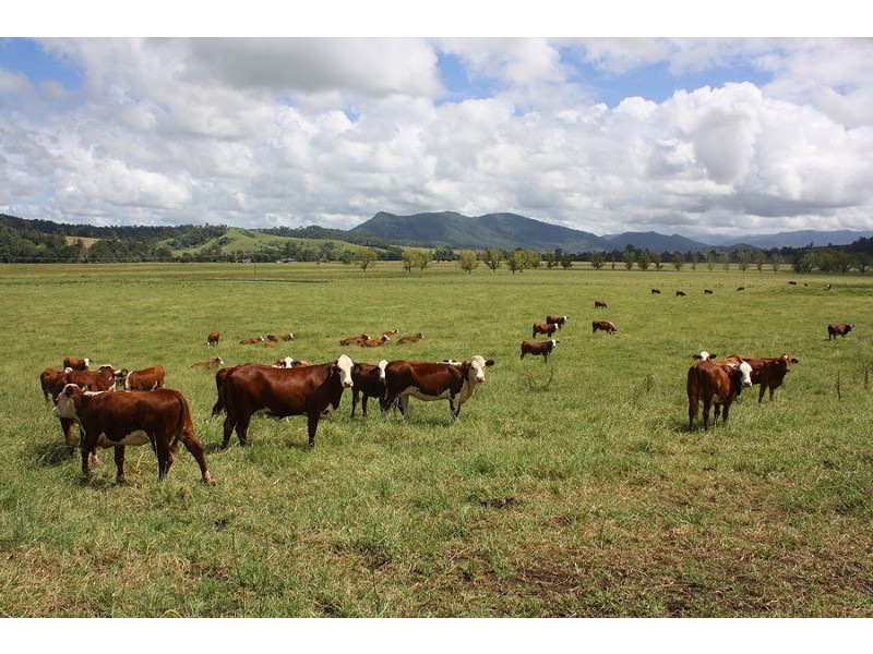 310 Fawcetts Plain Road, Kyogle NSW 2474