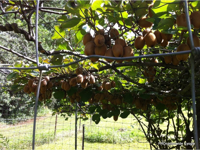 22 Levers Road, Terrace Creek NSW 2474