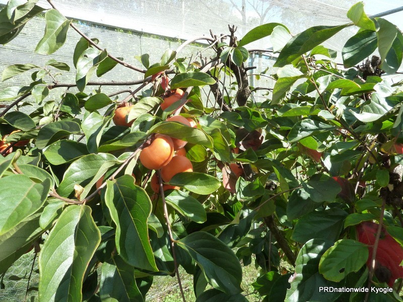 22 Levers Road, Terrace Creek NSW 2474