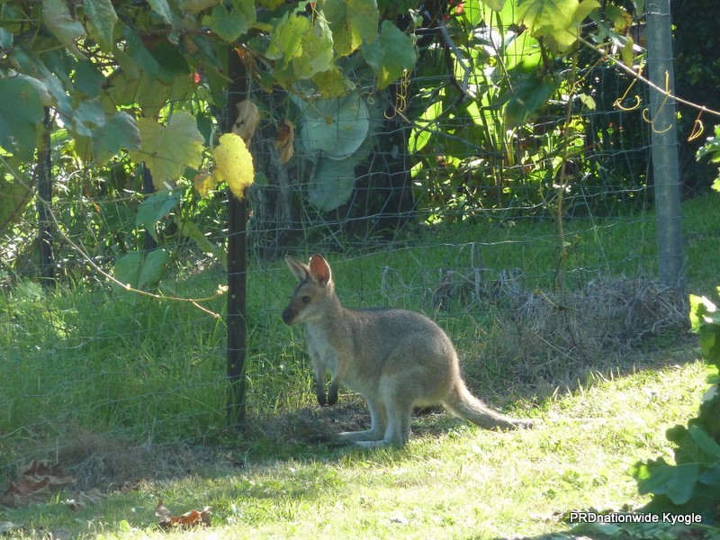 22 Levers Road, Terrace Creek NSW 2474