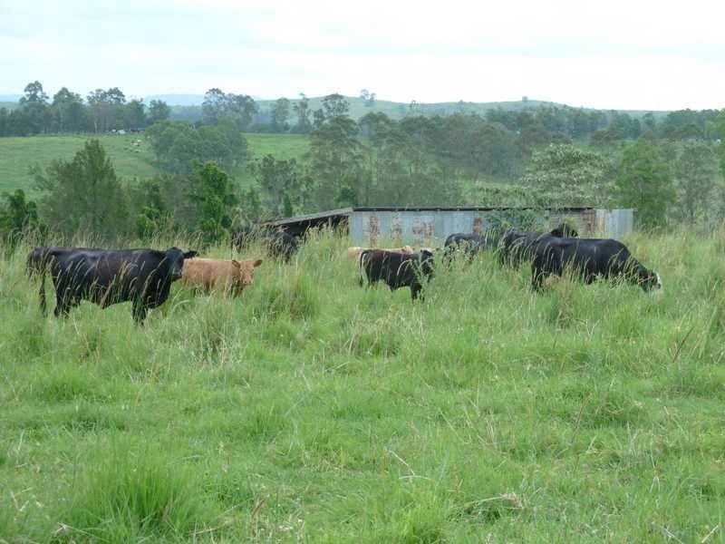 184 Pines Road, Kyogle NSW 2474