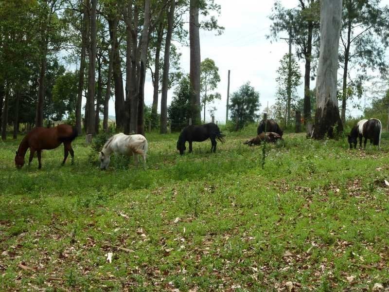 115 Runnymede Road, Kyogle NSW 2474