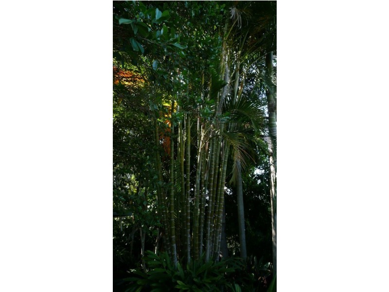 26 Pratt Street, Kyogle NSW 2474