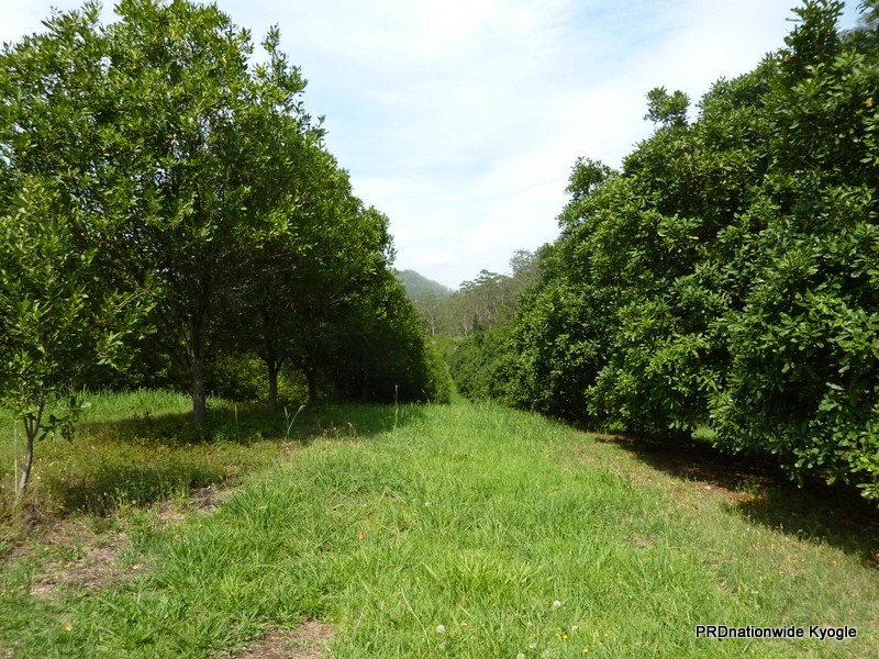 1061 Lynches Creek Road, Kyogle NSW 2474