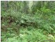 Lot 13 Roseberry Creek Road, Roseberry Creek Via, Kyogle NSW 2474