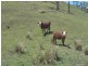 767 Afterlee Road, Kyogle NSW 2474