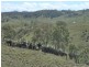 767 Afterlee Road, Kyogle NSW 2474