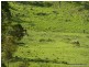 135 Brindle Creek Rd, Loadstone Via, Kyogle NSW 2474
