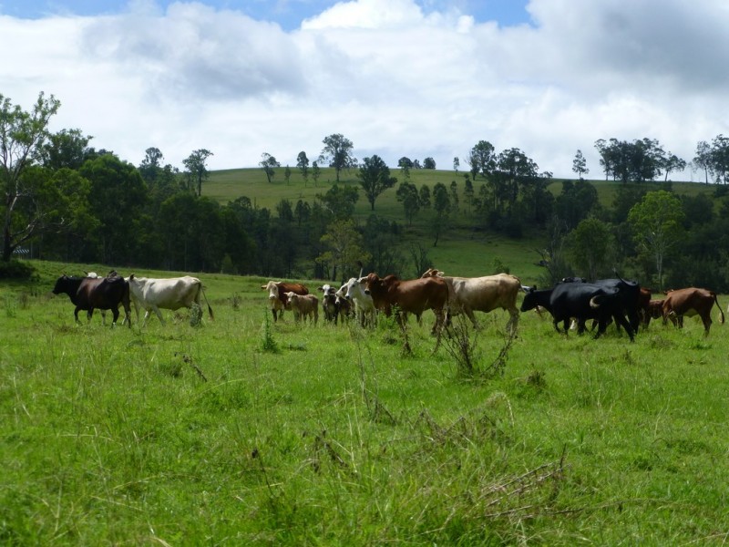 5333 Bruxner Highway, Mummulgum NSW 2469