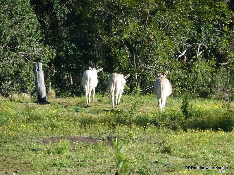 20 Levers Road, Kyogle NSW 2474