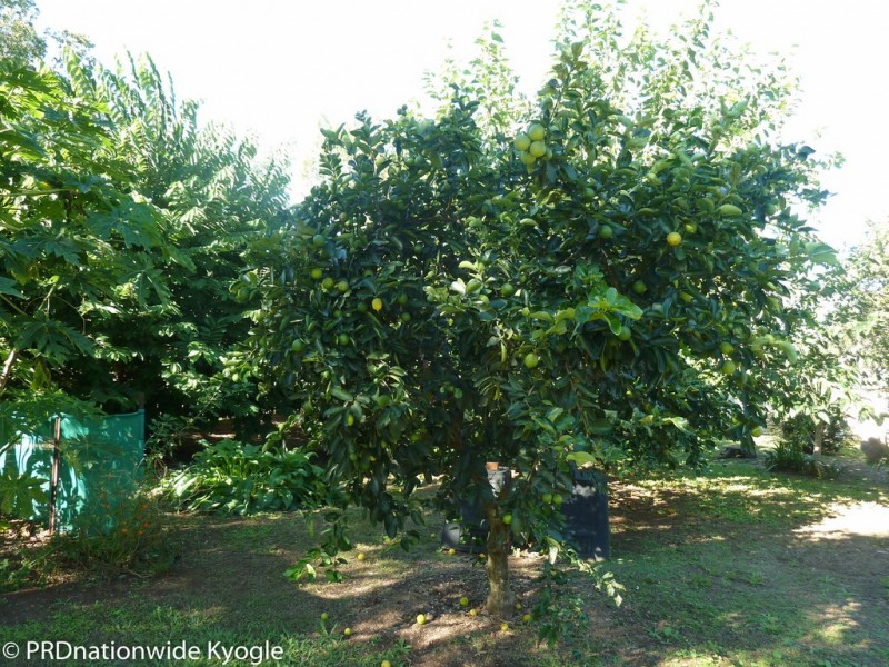 20 Saville Street, Kyogle NSW 2474